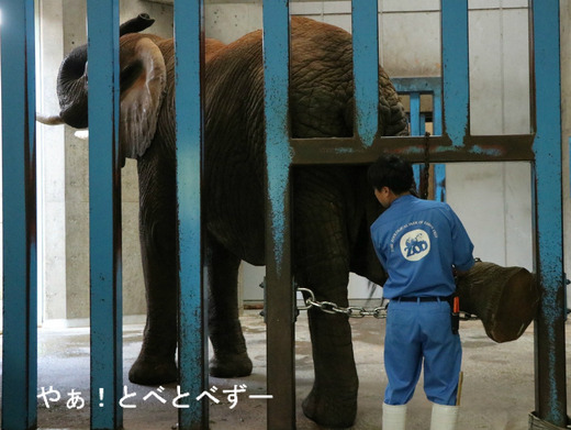 訓練中のアフリカゾウ:愛媛県立とべ動物園