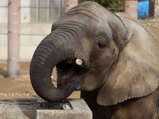 氷を食べるアフリカゾウの砥愛ちゃん＠とべ動物園
