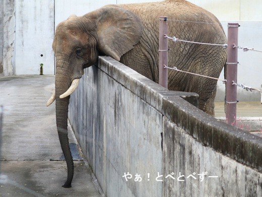 とべ動物園アフリカゾウ：リカ母さん（メス、推定３４歳）