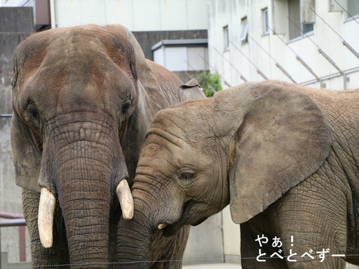とべ動物園アフリカゾウのブログ：やぁ！とべとべずー