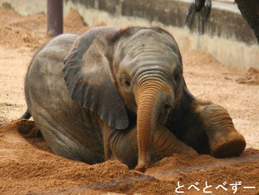 とべ動物園アフリカゾウのファミリー：アフ（父）、リカ（母）