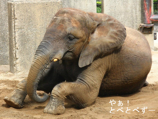 とべ動物園アフリカゾウのブログ：やぁ！とべとべずー