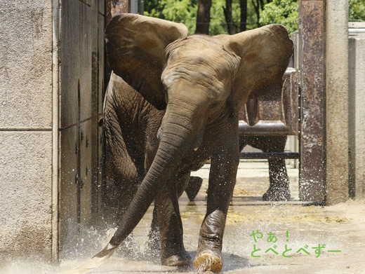 とべ動物園ブログ：媛、砥愛、ピース、柑太郎、砥々丸