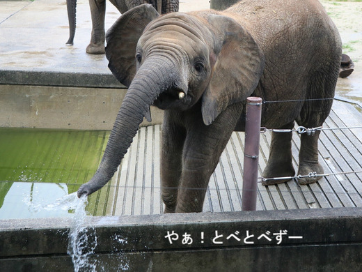 水を掛けてくるアフリカゾウの子象の砥愛ちゃん