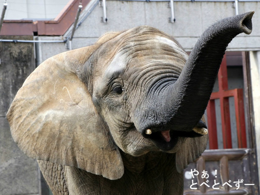 とべ動物園アフリカゾウ：媛ちゃん（メス、11歳）