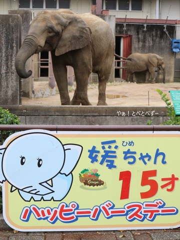 とべ動物園アフリカゾウのブログ：やぁ！とべとべずー