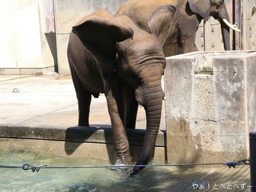 日本で最年少のアフリカゾウ