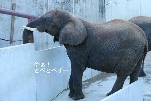 とべ動物園アフリカゾウ：リカ母さん（メス、推定32歳）