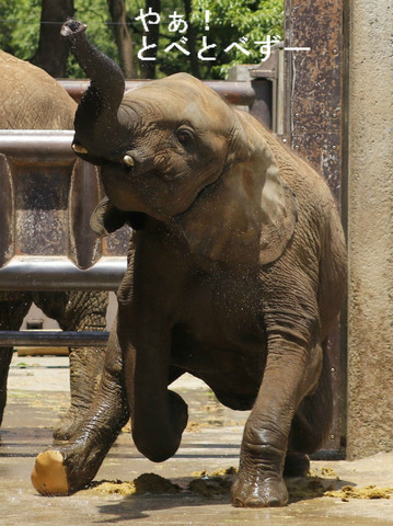 多摩動物公園に婿入りした砥夢くんのお姉ちゃんの媛ちゃん