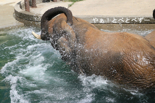 プールの季節が始まった♪：とべ動物園アフリカゾウ舎