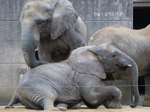 アフリカゾウの写真満載のブログ:やぁ!とべとべずー