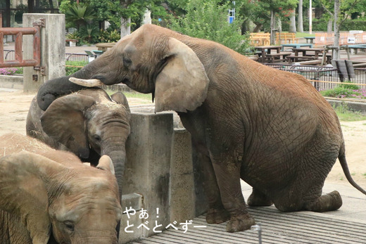 アフリカゾウの写真満載のブログ：やぁ！とべとべずー