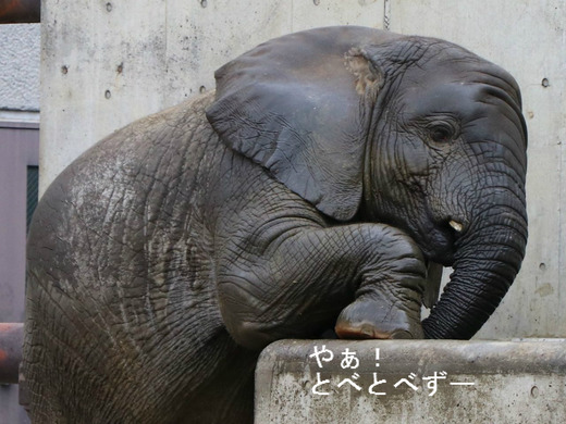とべ動物園アフリカゾウのブログ