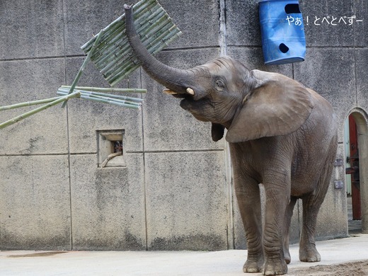 とべ動物園アフリカゾウ：砥愛ちゃん（メス、10歳）