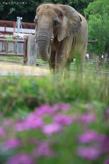 アフリカゾウ、アジアゾウ大好きブログ:やぁ!とべとべずー