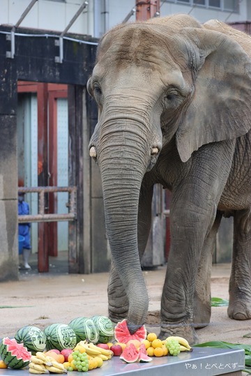 とべ動物園ブログ：やぁ！とべとべずー