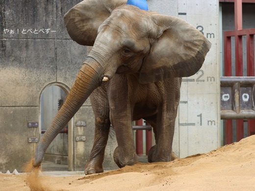 砂浴びをするアフリカゾウの媛ちゃん@愛媛県立とべ動物園