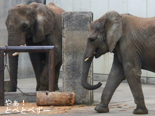 とべ動物園アフリカゾウのブログ：やぁ！とべとべずー