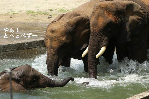 日本で唯一血縁関係のある親子のアフリカゾウが暮らすとべ動物園