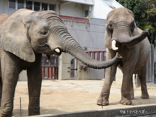 リカ母さんと砥愛ちゃんからのご挨拶