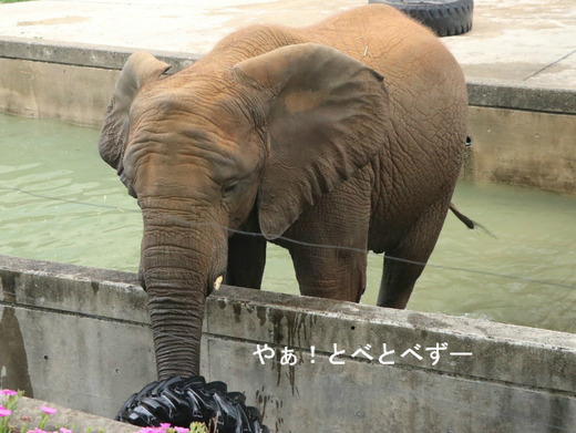 プールで遊ぶアフリカゾウが見られる愛媛県立とべ動物園