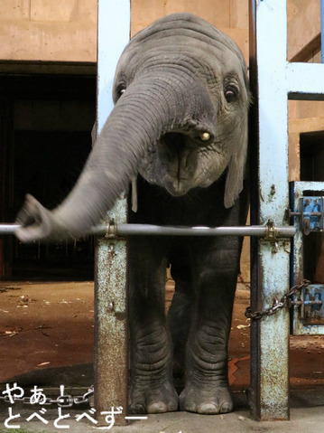 アフリカゾウ、アジアゾウ大好きブログ:やぁ!とべとべずー