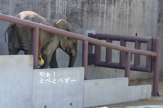 日本で唯一アフリカゾウの子象が見られる愛媛とべ動物園