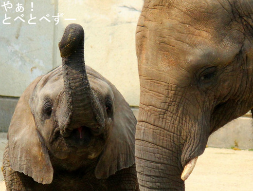 とべ動物園アフリカゾウの姉妹：媛（姉）、砥愛（妹）