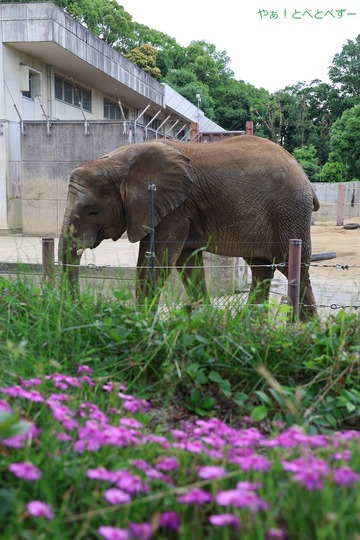 アジアゾウ大好きブログ:やぁ!とべとべずー