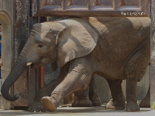 とべ動物園アフリカゾウ:アフ、リカ、媛、砥夢、砥愛