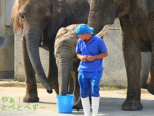 アフリカゾウの訓練の様子：とべ動物園（愛媛）