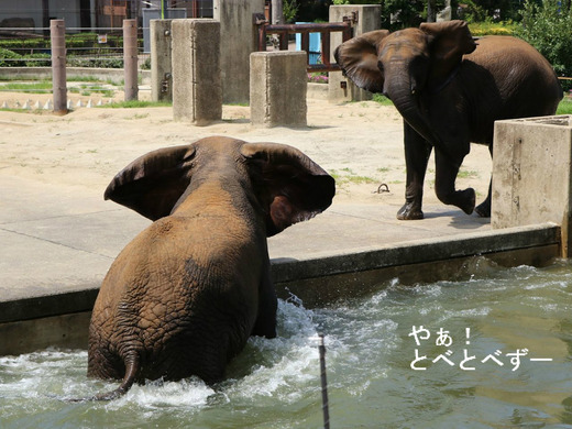 プールで泳ぐアフリカゾウが見られる愛媛県立とべ動物園