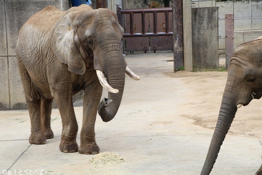 とべ動物園ブログ:やぁ!とべとべずー