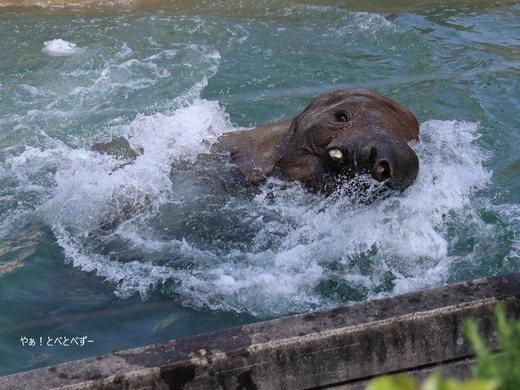 プールで遊ぶアフリカゾウの砥愛ちゃん