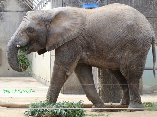 日本で唯一アフリカゾウの子象が見らえる愛媛とべ動物園