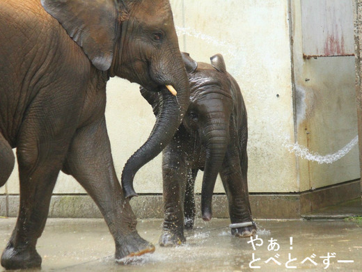 水浴びをするアフリカゾウの姉妹:媛ちゃん、砥愛ちゃん