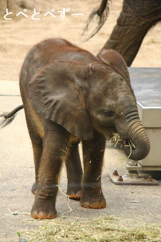 とべ動物園アフリカゾウ赤ちゃん