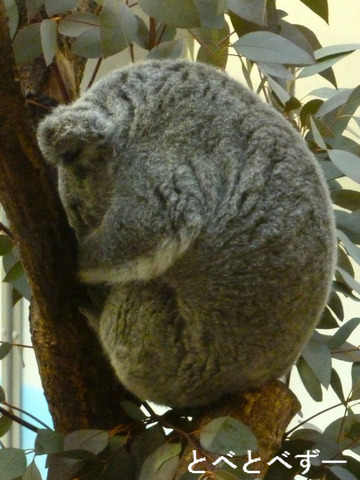 多摩動物公園のコアラ