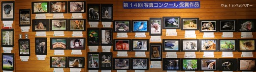 とべ動物園ブログ:やぁ!とべとべずー