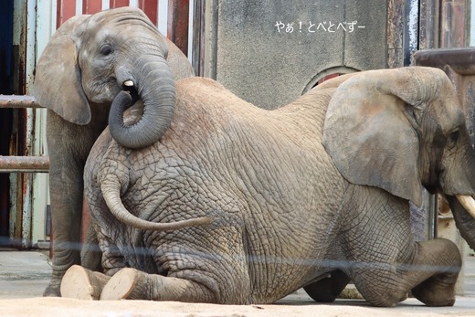 とべ動物園アフリカゾウの親子：リカ母さん、砥愛ちゃん