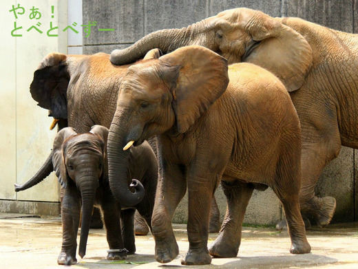 とべ動物園ブログ:アフリカゾウ、赤ちゃんライオン、ピース