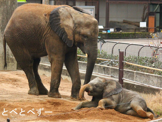 とべ動物園アフリカゾウのブログ：やぁ！とべとべずー与茂駄くあとろ