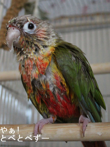 ウロコインコ(パイナップル)のブログ:やぁ!とべとべずー