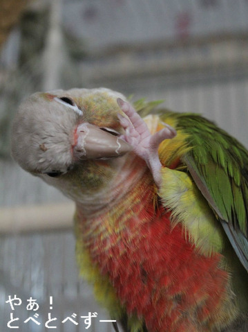 ウロコインコのもみじさん