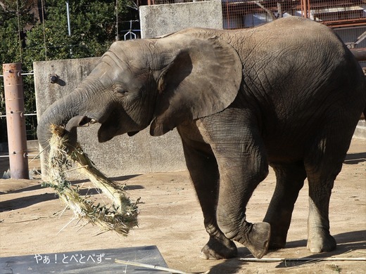 とべ動物園ブログ：砥愛、まんぷく、リュウト、ララ、イオ