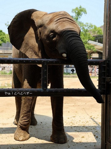 砥愛ちゃん12歳のお誕生会:バックヤードツアー