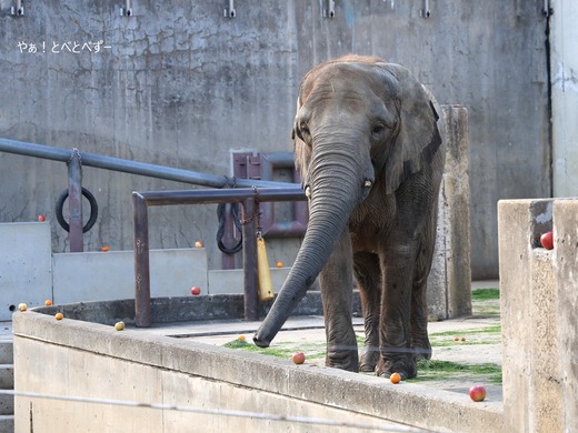 とべ動物園アフリカゾウ：媛ちゃん（メス、１９歳）