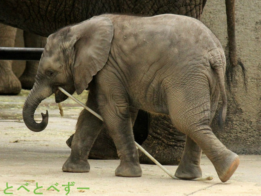 砥愛ちゃん、媛ちゃん、砥夢くんのブログ
