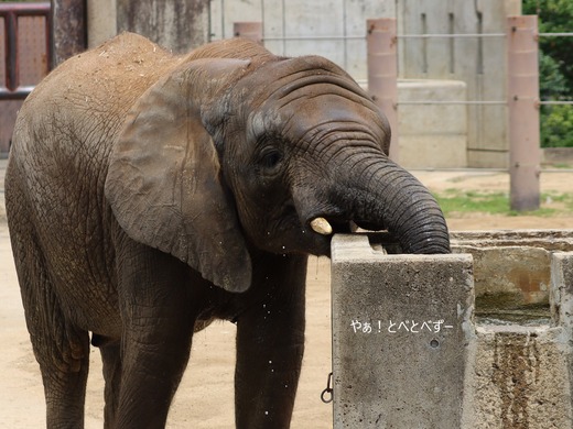 アフリカゾウ、アジアゾウ大好きブログ:やぁ!とべとべずー