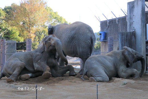 アフリカゾウの砂浴び：ゴロンゴロン